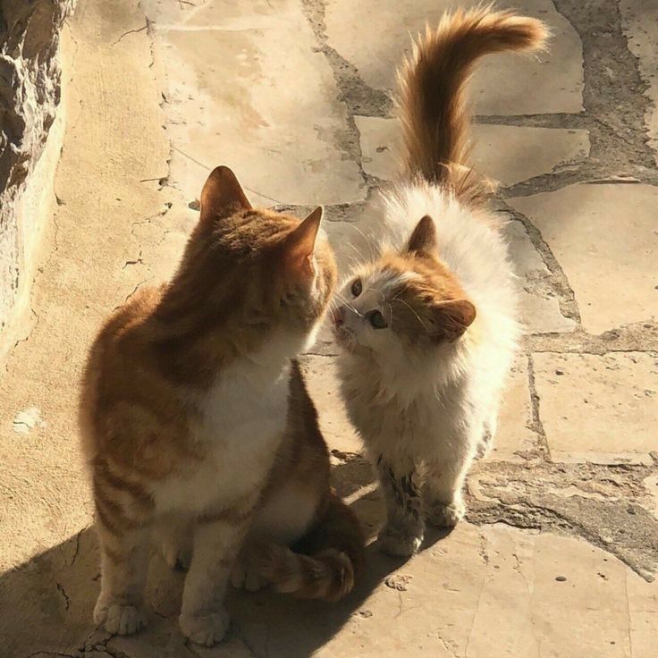 Коты обнимаются влюбленные картинки и обои (9)