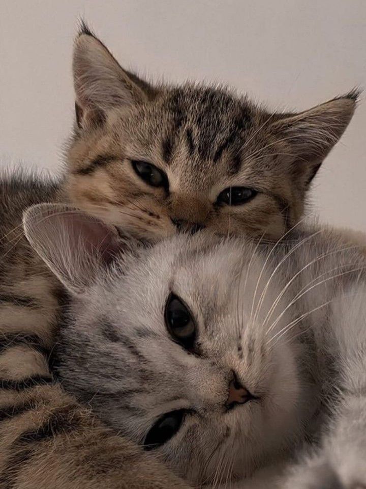 Красивые фото коты обнимаются (8)