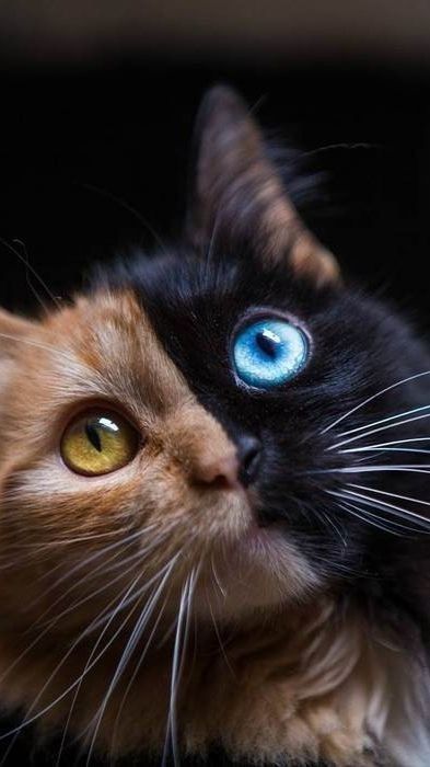 Красивый котик   фото и обои (5)