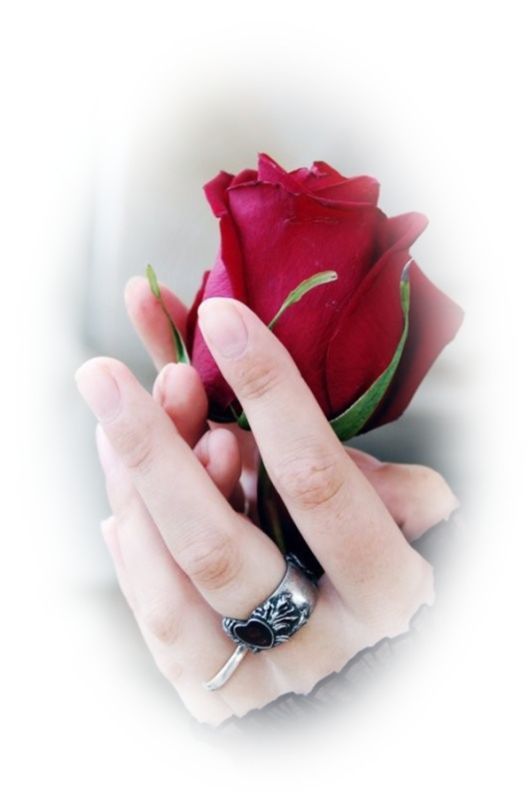 Красная роза в подарок для девушки в картинке (1)