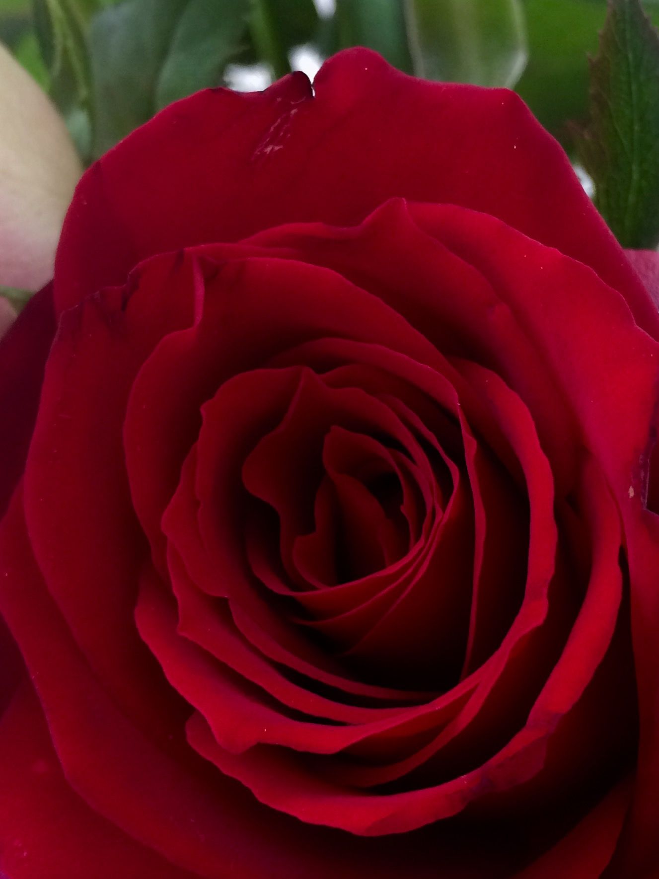 Красная роза в подарок для девушки в картинке (10)