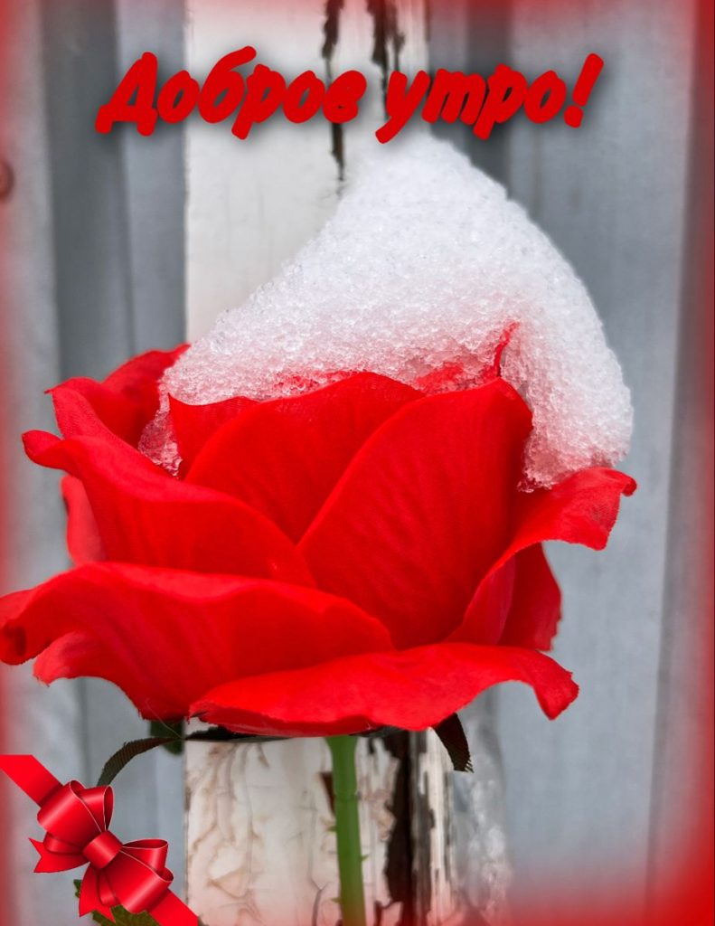 Красная роза в подарок для девушки в картинке (11)