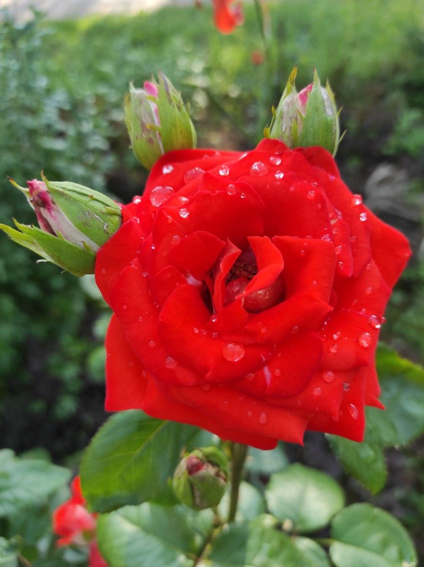 Красная роза в подарок для девушки в картинке (12)