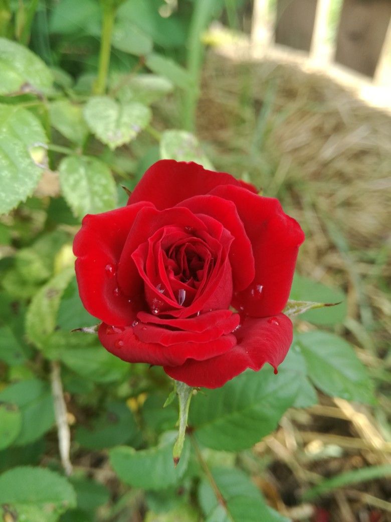 Красная роза в подарок для девушки в картинке (14)