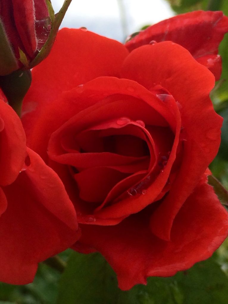 Красная роза в подарок для девушки в картинке (15)