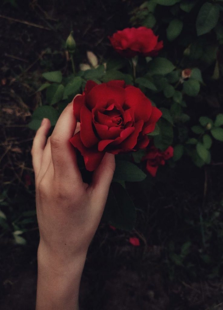 Красная роза в подарок для девушки в картинке (16)