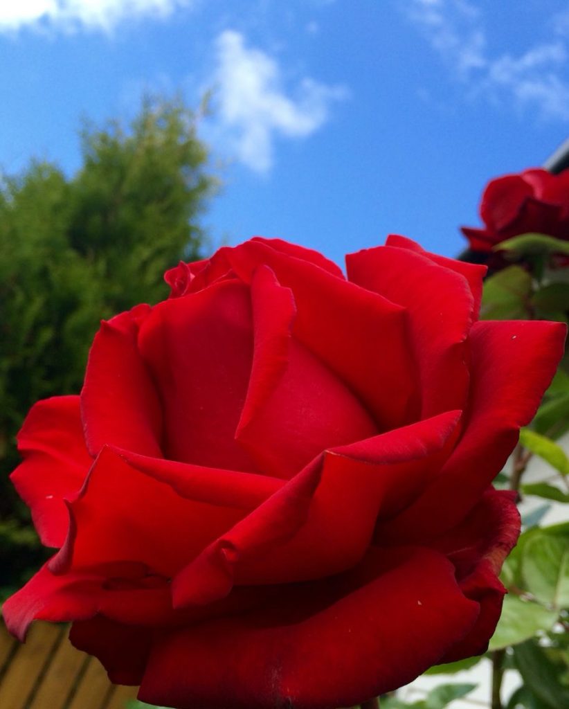Красная роза в подарок для девушки в картинке (17)