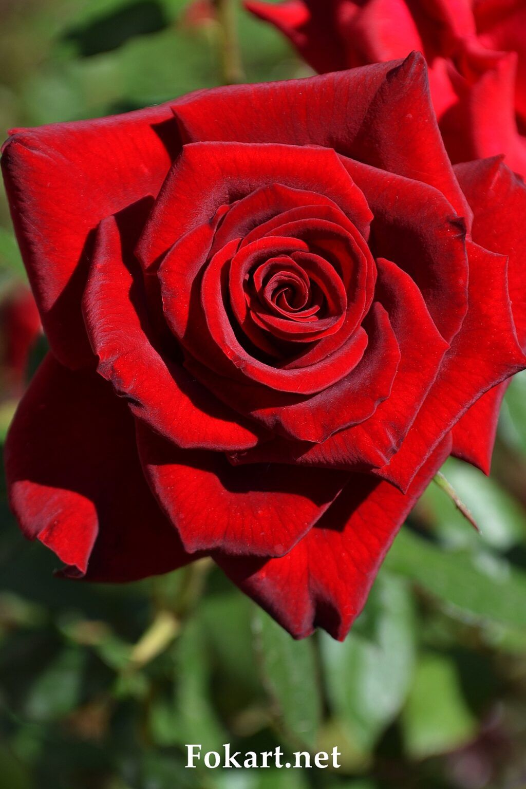 Красная роза в подарок для девушки в картинке (2)