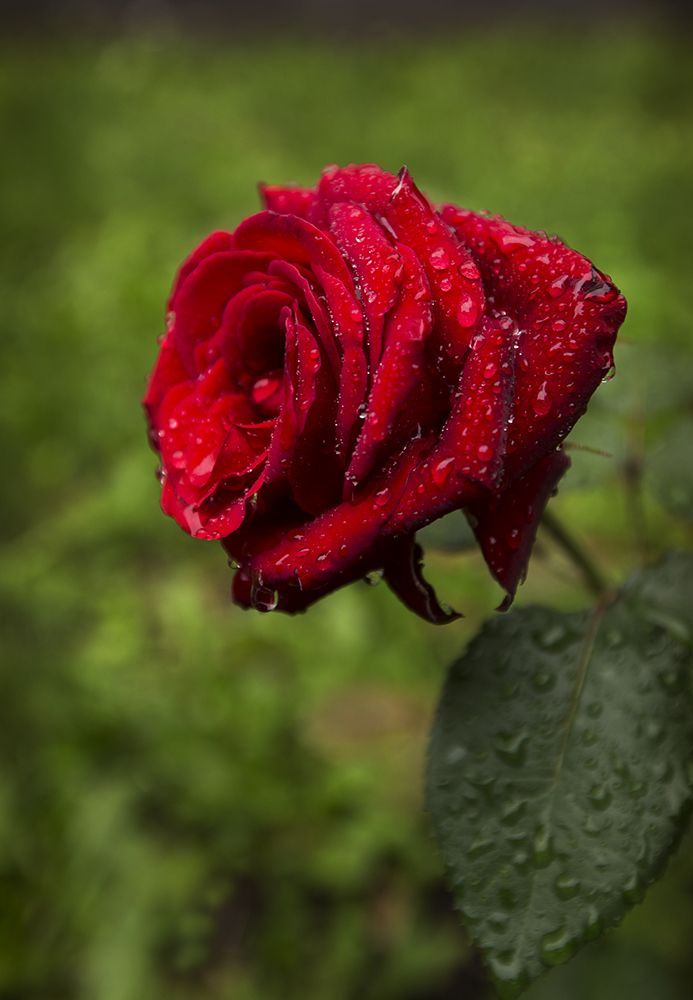 Красная роза в подарок для девушки в картинке (21)