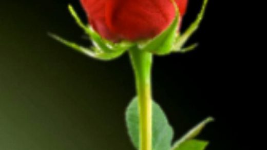 Красная роза в подарок для девушки в картинке (25)