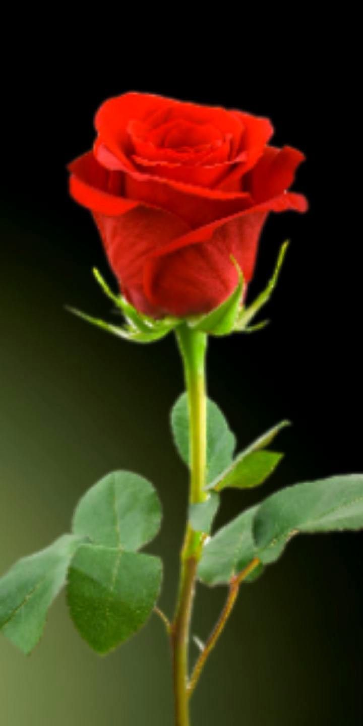 Красная роза в подарок для девушки в картинке (25)