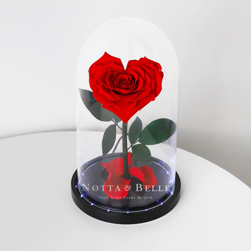 Красная роза в подарок для девушки в картинке (27)