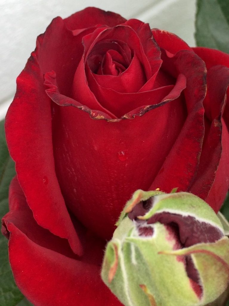 Красная роза в подарок для девушки в картинке (4)