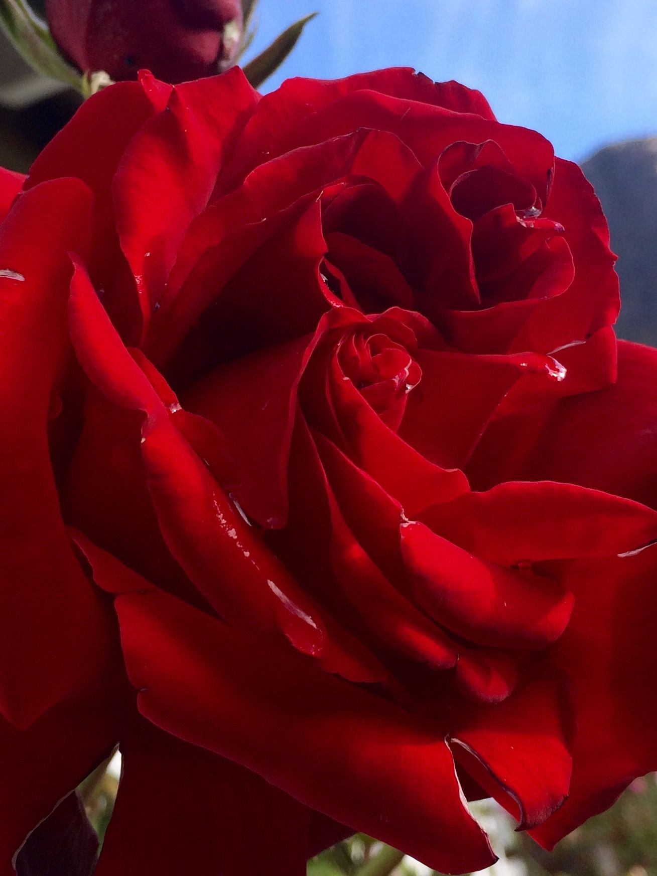 Красная роза в подарок для девушки в картинке (5)