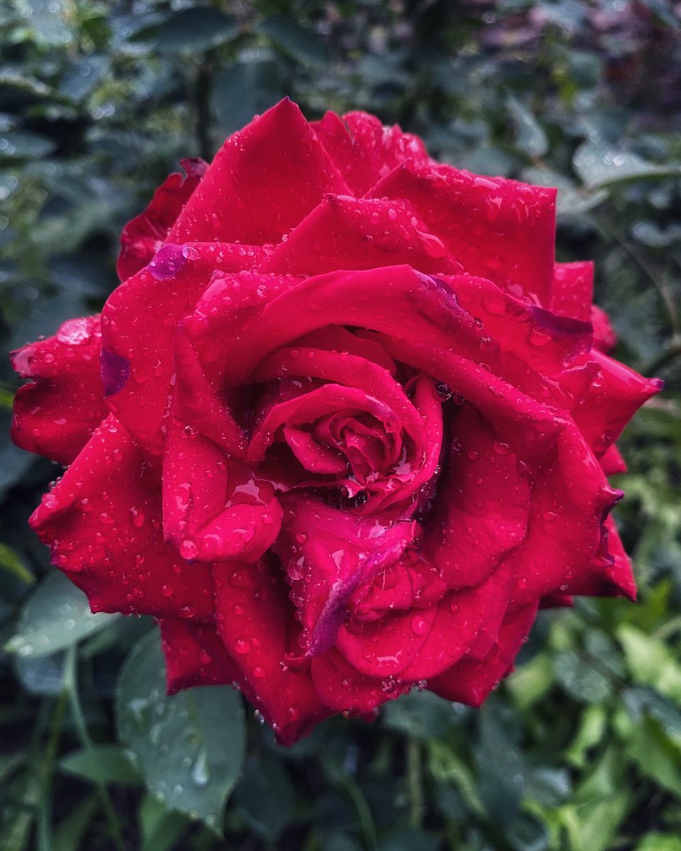 Красная роза в подарок для девушки в картинке (7)