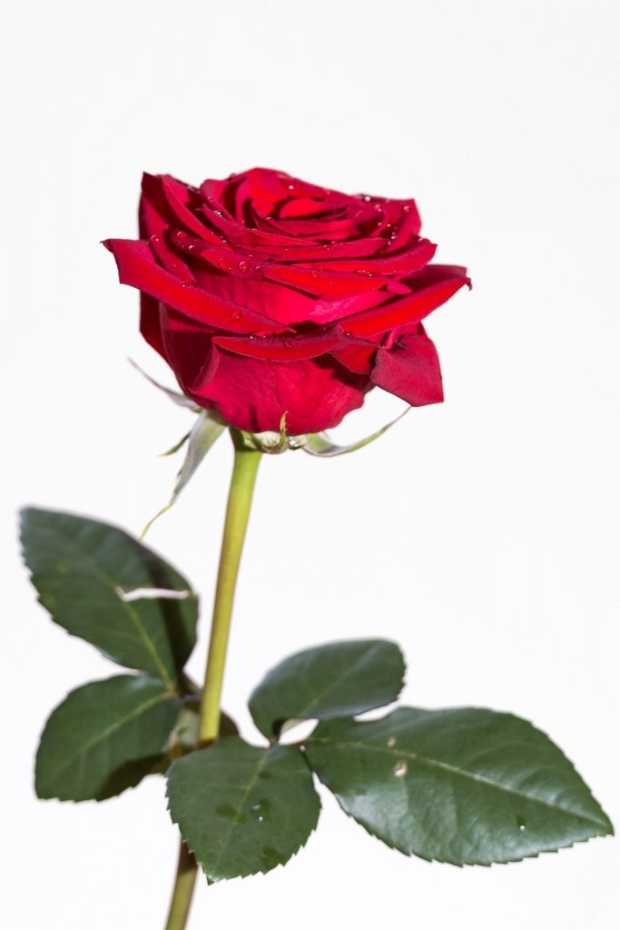 Красная роза в подарок для девушки в картинке (8)