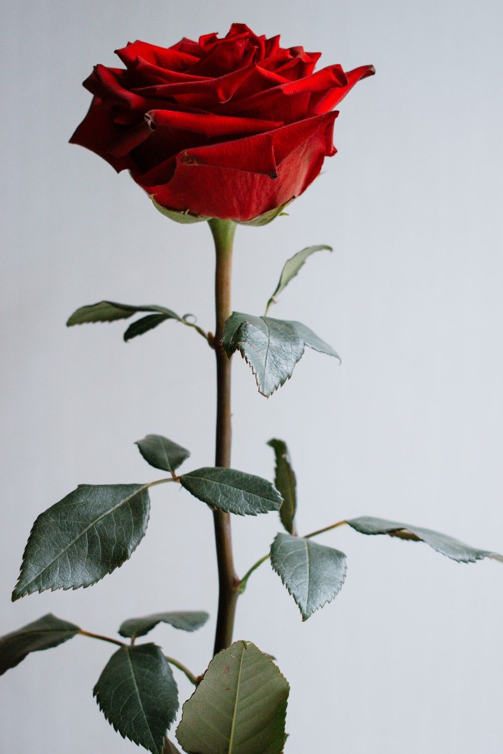 Красная роза в подарок для девушки в картинке (9)