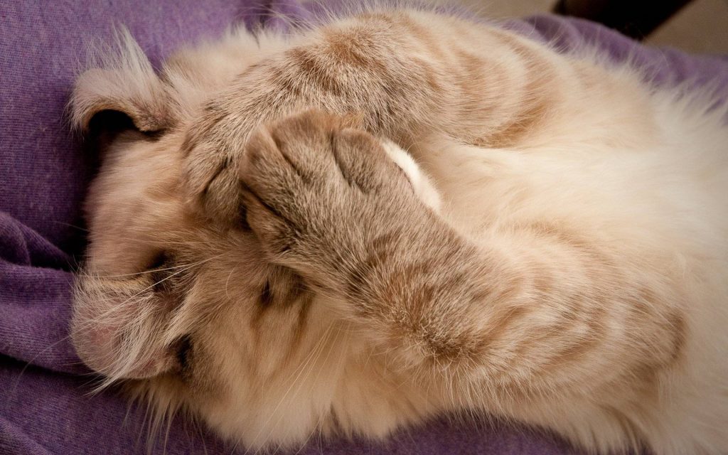 Милый котик закрыл голову лапками - обои (1)