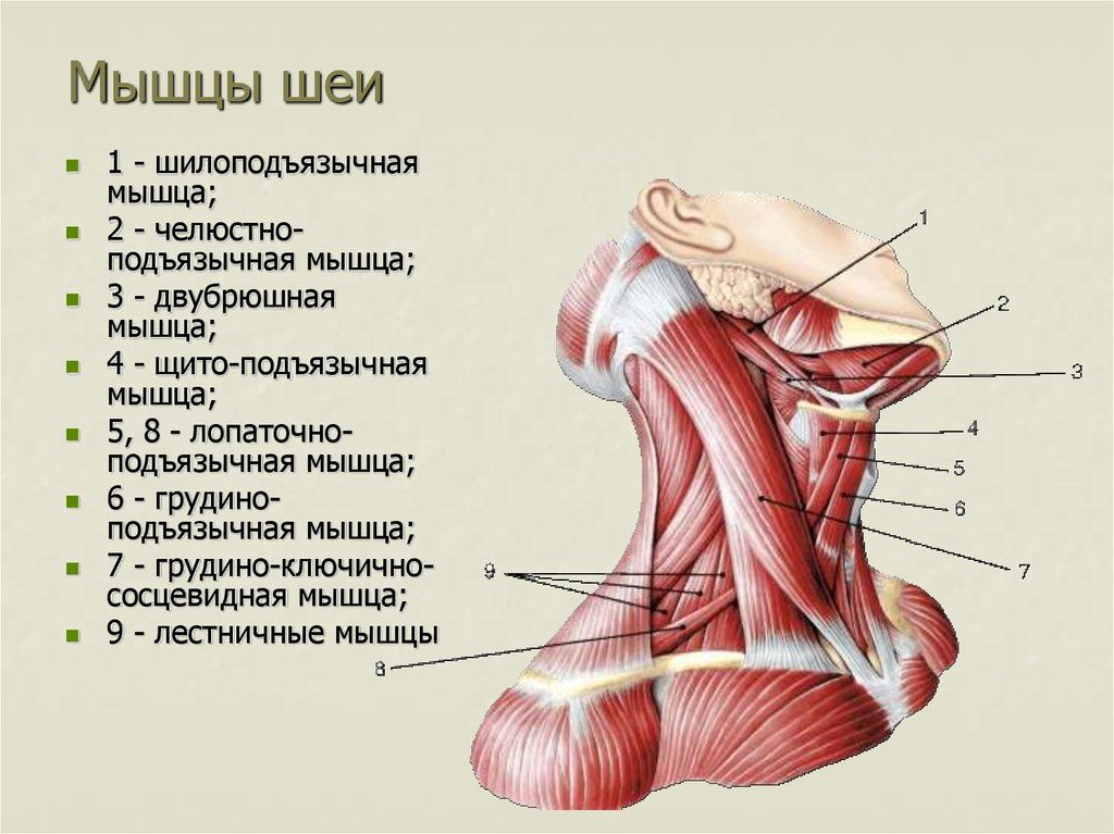 Расположение внутренних органов в картинках (12)
