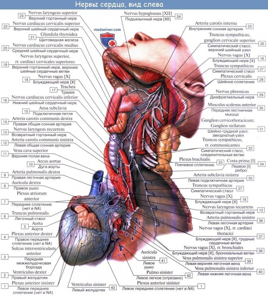 Иннервация сердца анатомия