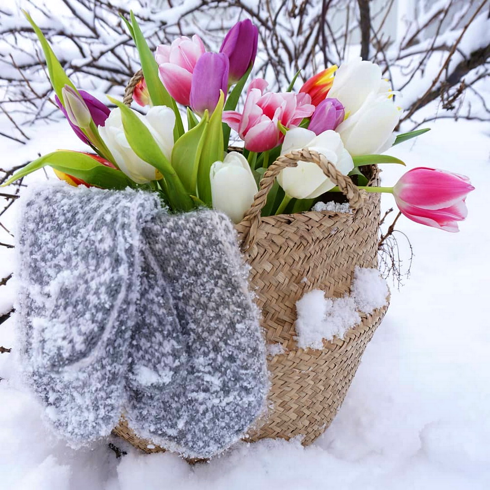 Тюльпаны в корзине зимой