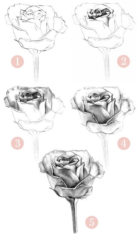 Милые картинки для срисовки карандашом розы (10)