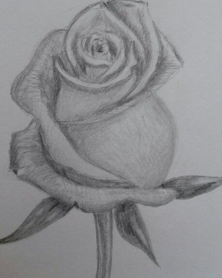 Милые картинки для срисовки карандашом розы (11)