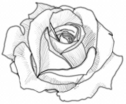 Милые картинки для срисовки карандашом розы (12)