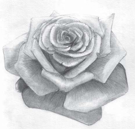 Милые картинки для срисовки карандашом розы (14)