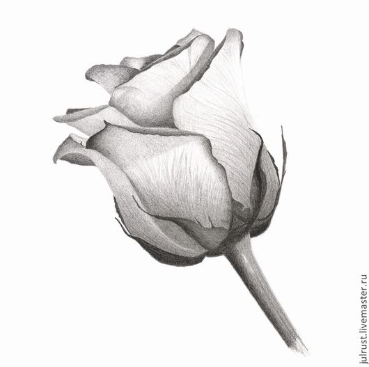 Милые картинки для срисовки карандашом розы (16)
