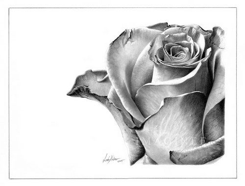 Милые картинки для срисовки карандашом розы (17)