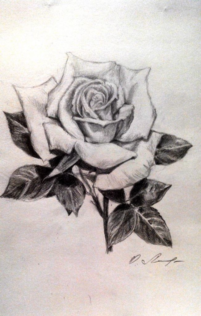 Милые картинки для срисовки карандашом розы (20)
