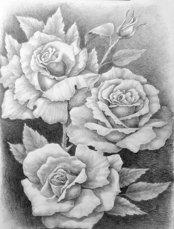 Милые картинки для срисовки карандашом розы (21)