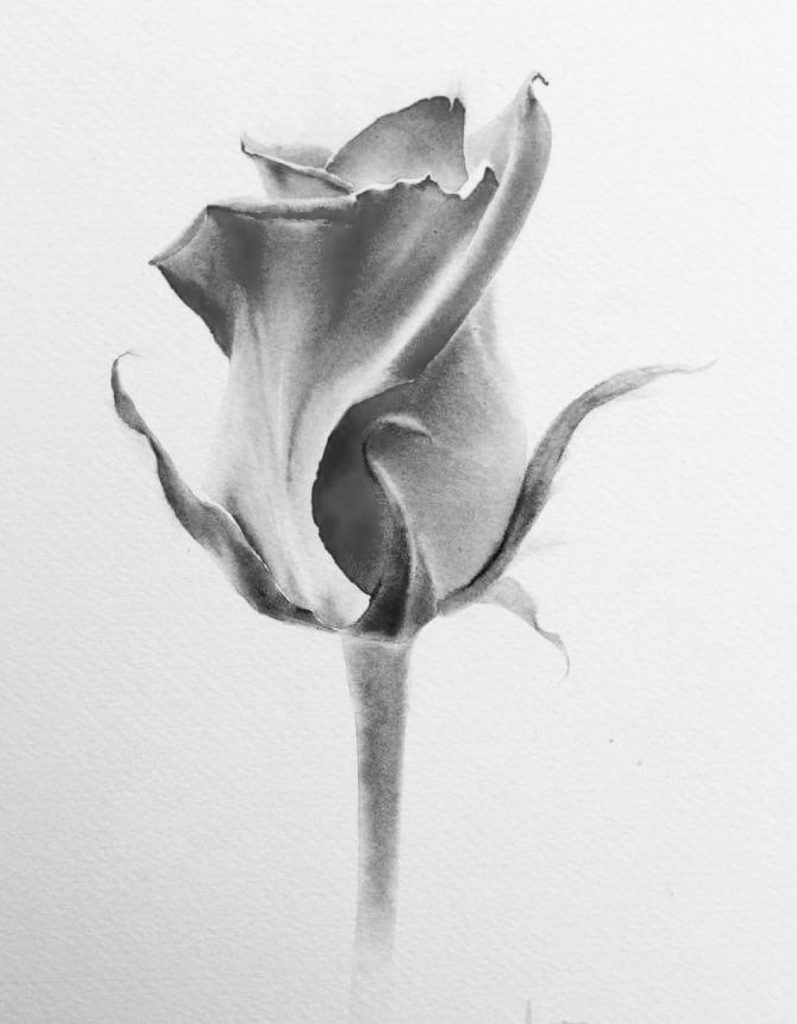 Милые картинки для срисовки карандашом розы (22)