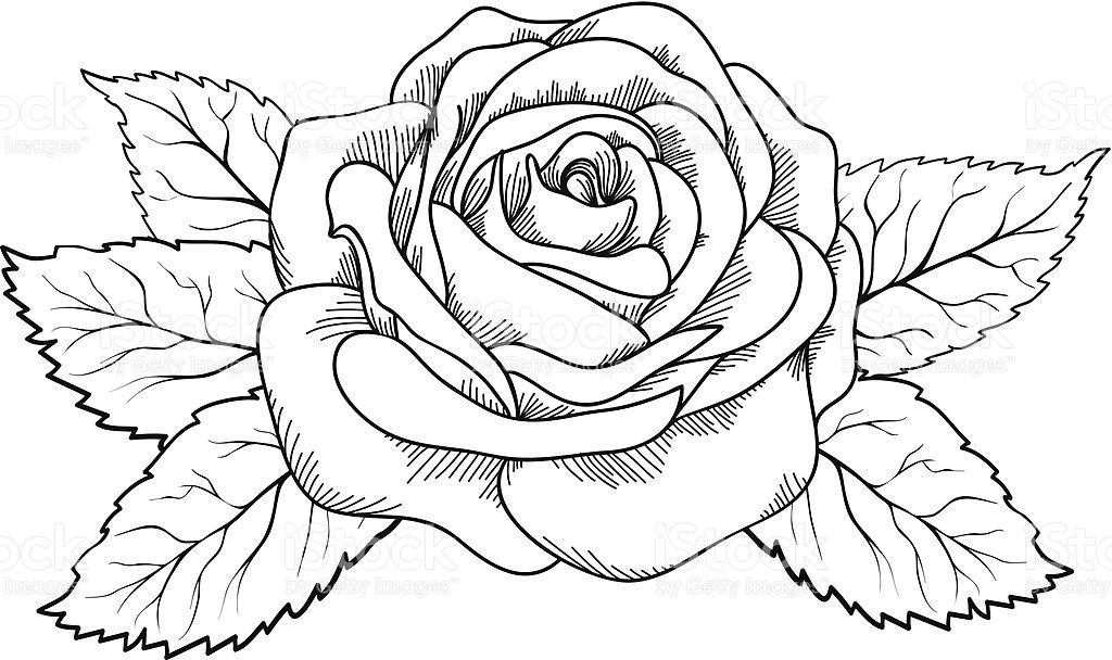 Милые картинки для срисовки карандашом розы (23)