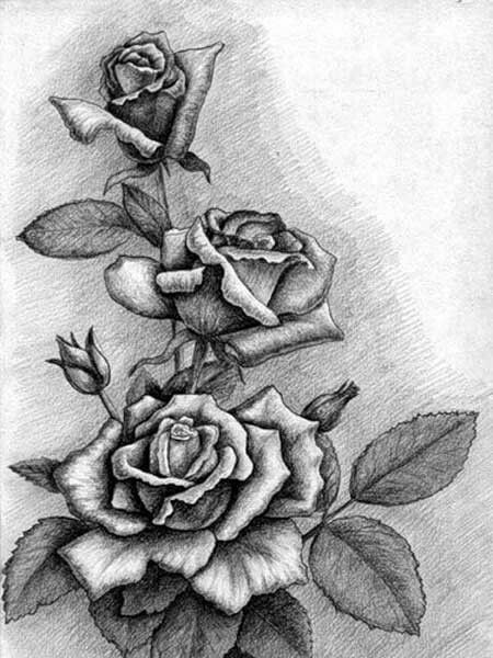 Милые картинки для срисовки карандашом розы (4)