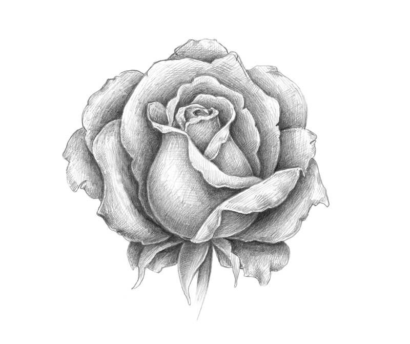 Милые картинки для срисовки карандашом розы (9)