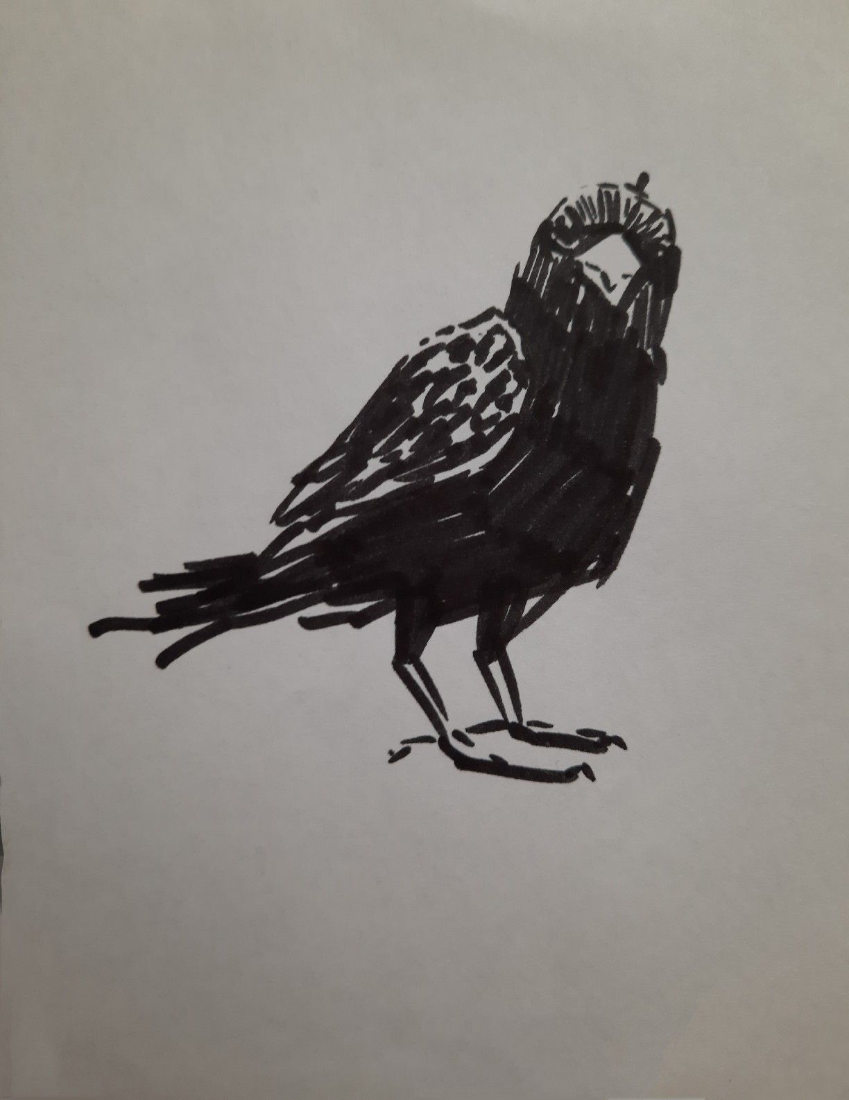 Милый рисунок вороны для детей карандашом (14)