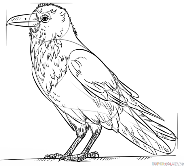 Милый рисунок вороны для детей карандашом (4)