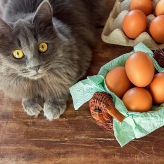 Можно ли коту давать яйцо, о каких правилах важно знать 2