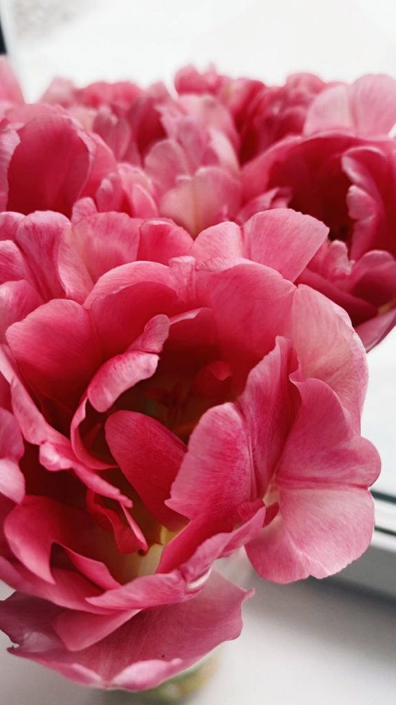 Розовые тюльпаны девушке на 8 марта - картинки (17)