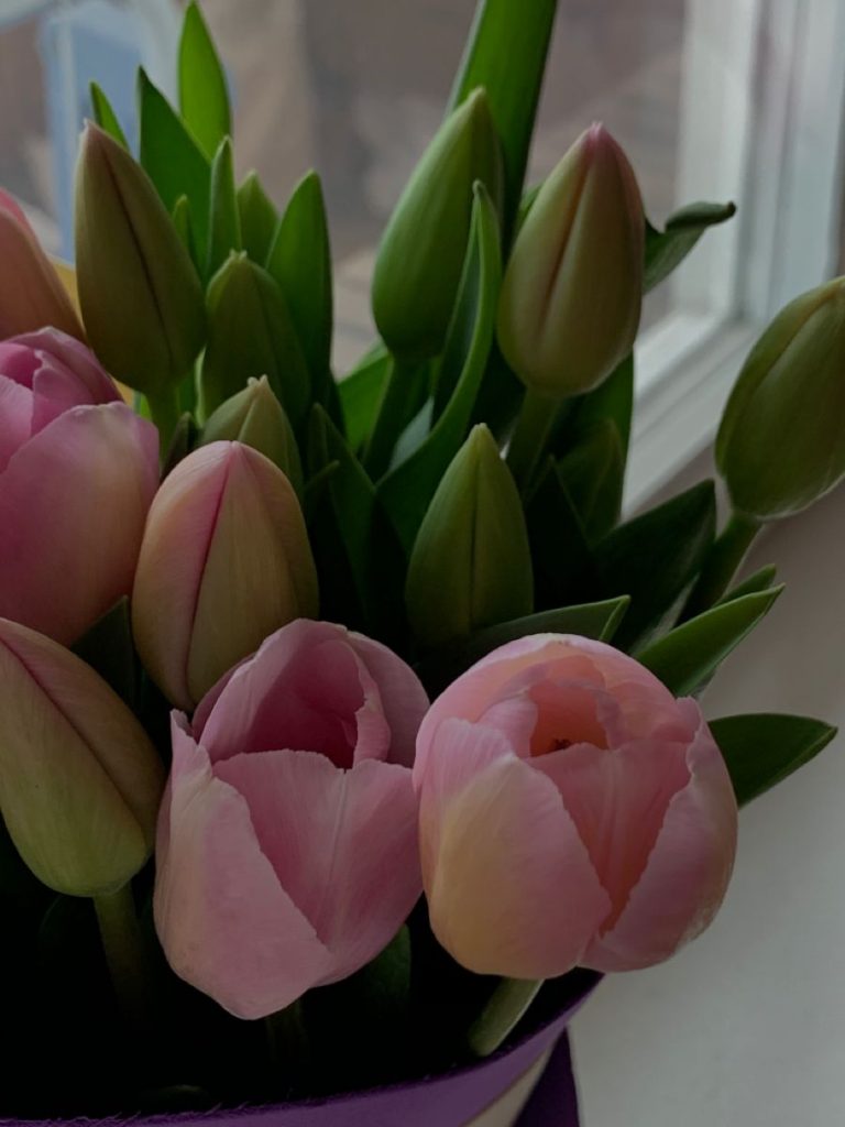 Розовые тюльпаны девушке на 8 марта - картинки (20)