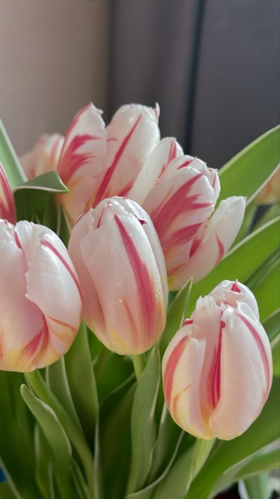 Розовые тюльпаны девушке на 8 марта - картинки (22)