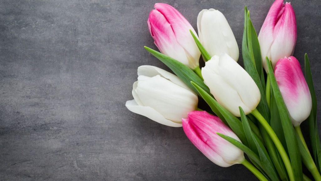Розовые тюльпаны девушке на 8 марта - картинки (6)