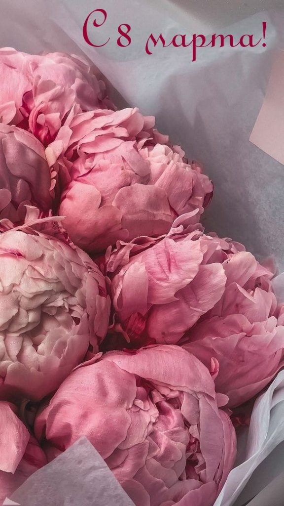 Розовые тюльпаны девушке на 8 марта - картинки (9)