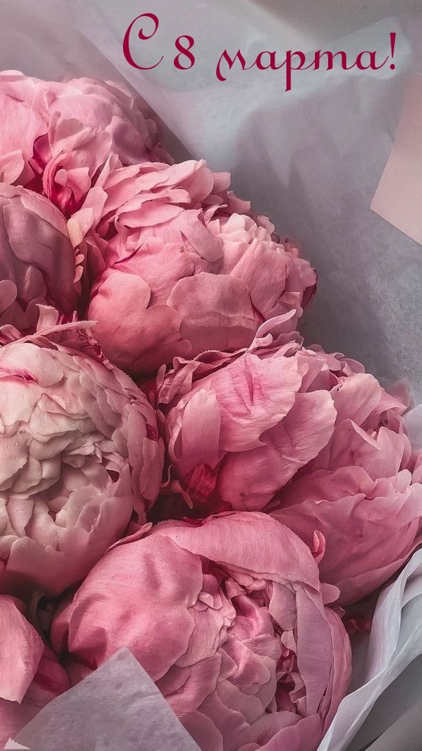 Розовые тюльпаны девушке на 8 марта   картинки (9)