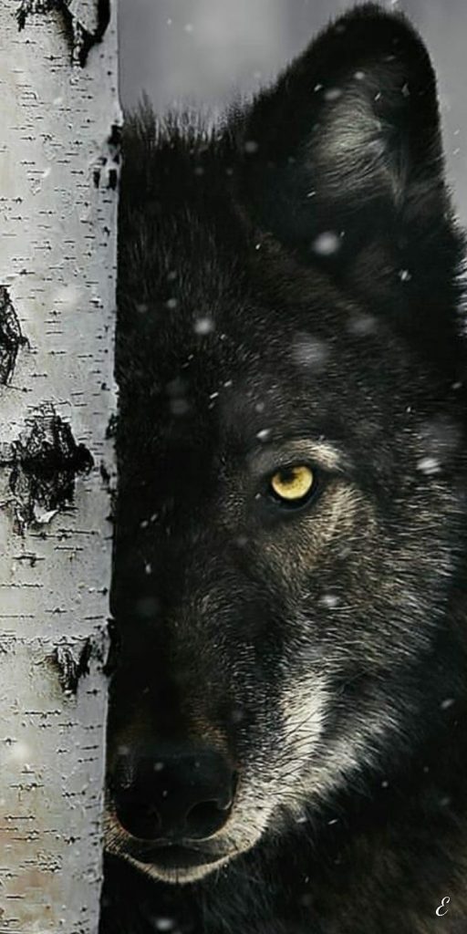 Фото волков на обои для телефона - сборка (12)