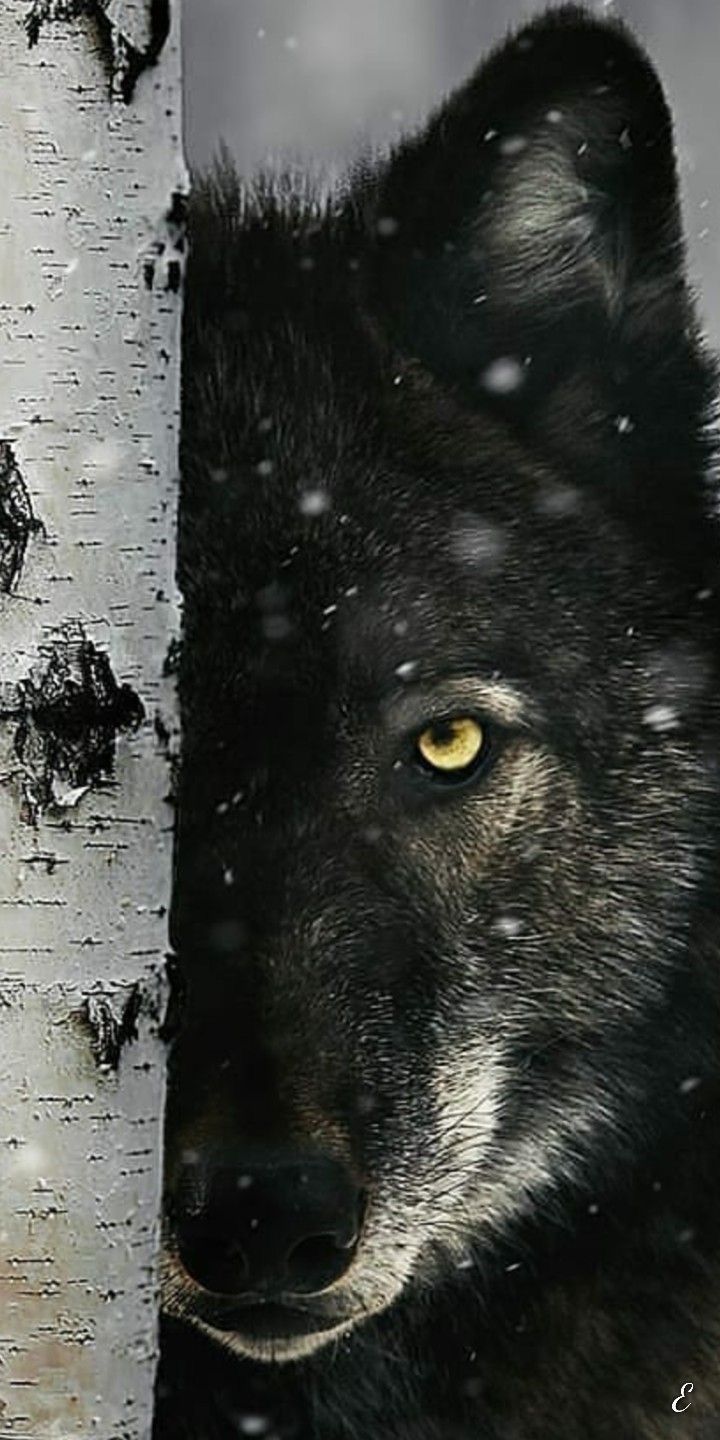 Фото волков на обои для телефона   сборка (12)