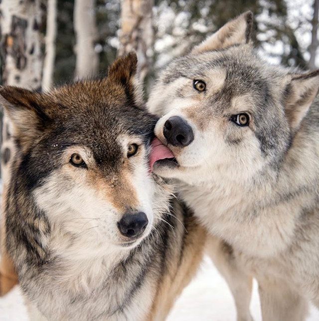 Фото волков на обои для телефона - сборка (21)