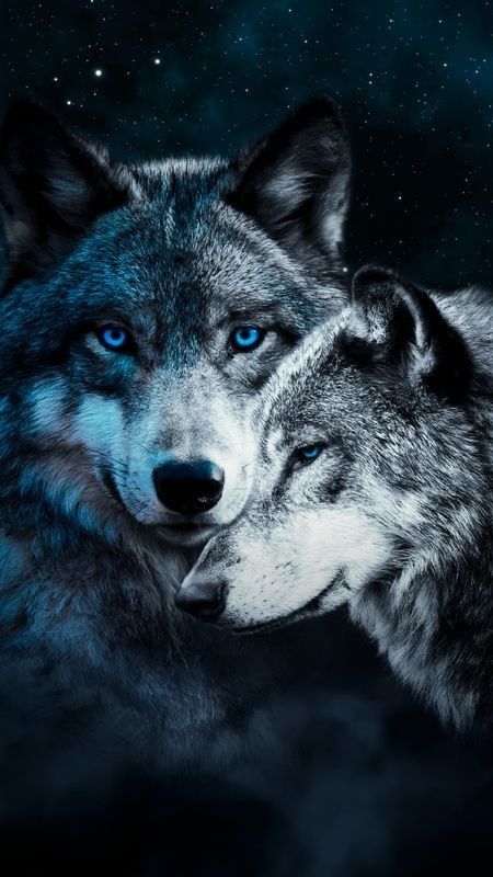 Фото волков на обои для телефона - сборка (30)